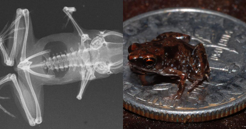 Rất khó để phát hiện ra những con ếch Paedophryne amauensis bởi kích thước quá nhỏ của nó cũng như tiếng kêu gọi những con cái của những con ếch đực nghe rất giống tiếng côn trùng