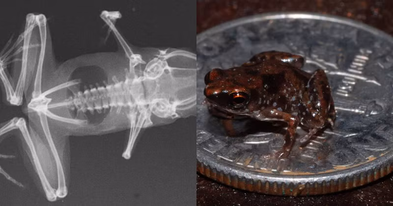 Rất khó để phát hiện ra những con ếch Paedophryne amauensis bởi kích thước quá nhỏ của nó cũng như tiếng kêu gọi những con cái của những con ếch đực nghe rất giống tiếng côn trùng