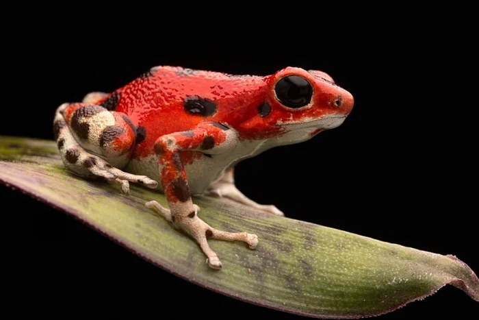 Những loài ếch còn sống ngày nay có nhiều kích cỡ khác nhau. Con nhỏ nhất, được công bố vào năm 2012, chỉ dài khoảng một phần tư inch và có thể ngồi thoải mái trên một đồng xu, trong khi loài ếch goliath lại có thể dài hơn một foot.