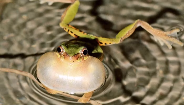 Nhưng vào cuối kỷ Phấn trắng, Feijó và các đồng tác giả đã phát hiện ra rằng hầu hết các loài ếch đều có kích thước trung bình - khoảng 3 inch tính từ mõm đến mông - và không có kích thước quá lớn. Nhưng tại sao không quá lớn hoặc không quá nhỏ lại tạo ra sự khác biệt lớn như vậy?