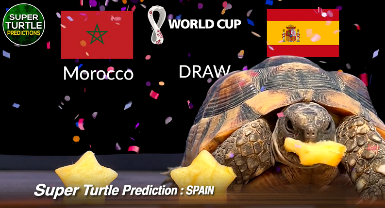 Trước trận đấu Maroc vs Tây Ban Nha, nhà tiên tri động vật là thần rùa dự đoán chiến thắng nghiêng về đội tuyển Tây Ban Nha. Trong khi đó, đại bàng Romeo trổ tài dự đoán bóng đá với kết quả cuối cùng đội tuyển Maroc sẽ chiến thắng.