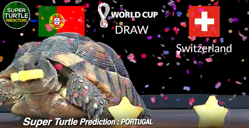 Trước trận đấu Bồ Đào Nha vs Thụy Sĩ, nhà tiên tri động vật là thần rùa trổ tài dự đoán bóng đá với kết quả cuối cùng chiến thắng thuộc về đội tuyển Bồ Đào Nha.
