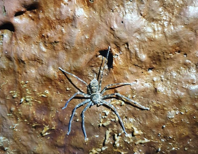 Trước đó, thông tin từ Ban quản lý Công viên địa chất toàn cầu UNESCO Đắk Nông, trong quá trình khảo sát hang C7, thuộc hang động núi lửa dài nhất Đông Nam Á, các chuyên gia đã phát hiện thêm một số nhánh mới với chiều dài khoảng 175m.