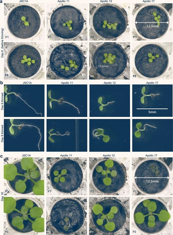 Cách đây không lâu, một nghiên cứu gây sốc từ Đại học Florida - Mỹ đã sử dụng các mẫu đất Mặt Trăng quý giá được đem về từ các sứ mệnh Apollo 11, 12 và 17 của NASA. Theo Sci-News, kết quả là một khu vườn mini xanh tốt y hệt như được trồng bằng đất của Trái Đất.