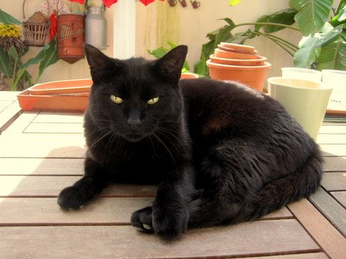 Nó đi lang thang khắp nơi cho tới khi gặp được Maria Assunta, goá phụ của một nhà tài phiệt người Ý. Và từ đây, cuộc đời của chú mèo đen này đã sang trang.