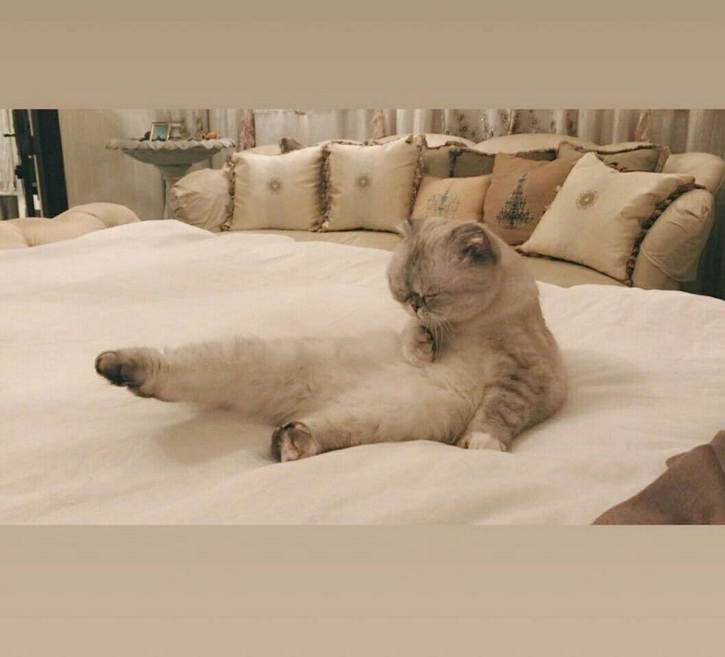 Tổng tài sản của chú mèo tai cụp này là $97 triệu, tính đến năm 2018.