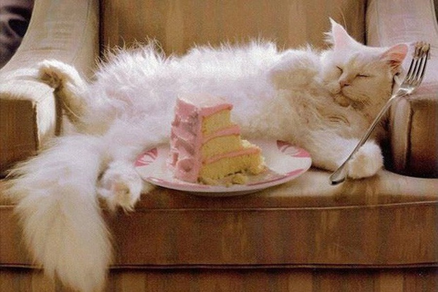 Các bữa ăn của Choupette luôn được chuẩn bị từ những nhà hàng sang chảnh với các món đắt đỏ như cua hoàng đế, cá hồi hun khói và trứng cá muối.