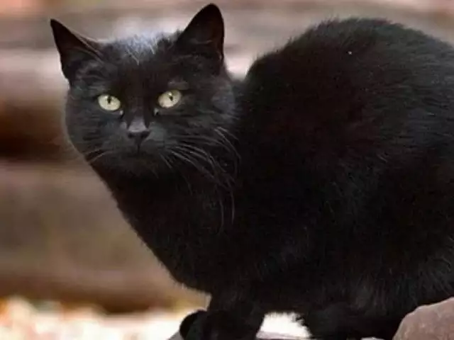  2. Tommasino: Câu chuyện chú mèo Tommasino y như câu chuyện Lọ Lem ngoài đời thật. Tommasino là một con mèo hoang sống trên đường phố Ý.