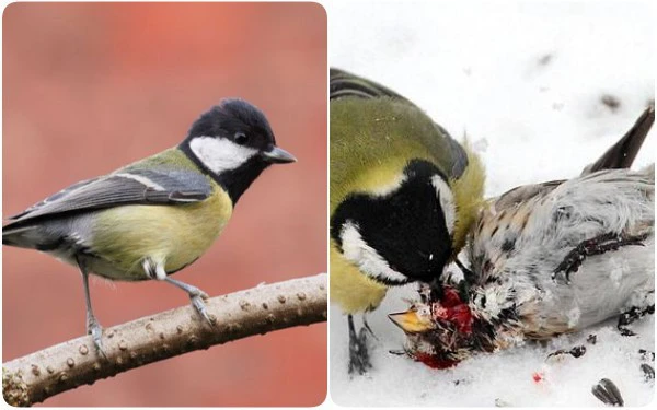 Một trong những lý do khiến chim bạc má lớn trở thành một loài sát thủ khát máu đó chính là sự biến đổi khí hậu, khiến cho các mùa trở nên khắc nghiệt hơn và kéo dài hơn. Một vài loài động vật cũng đã tuyệt chủng do biến đổi khí hậu.