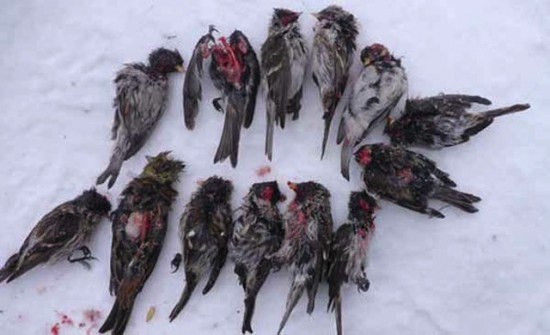 Thêm vào nữa, chim bạc má lớn không chỉ săn dơi, chúng còn săn cả các loài chim khác và cả chính các đồng loại của mình, bất cứ thứ gì chúng tìm thấy để có thể thỏa mãn cơn đói. Thảm cảnh không khác gì loài “Zombie” chuyên ăn não trong các bộ phim giả tưởng của con người.