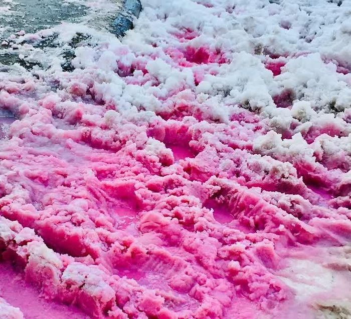  3. Tuyết hồng: Xuất hiện tại khu vực được đặt tên là Dark Zone (Vùng Tối) của Greenland, loài tảo có tên khoa học là Ancylonema nordenskioeldii này gây ra hiện tượng tuyết biến thành màu hồng tuyệt đẹp.