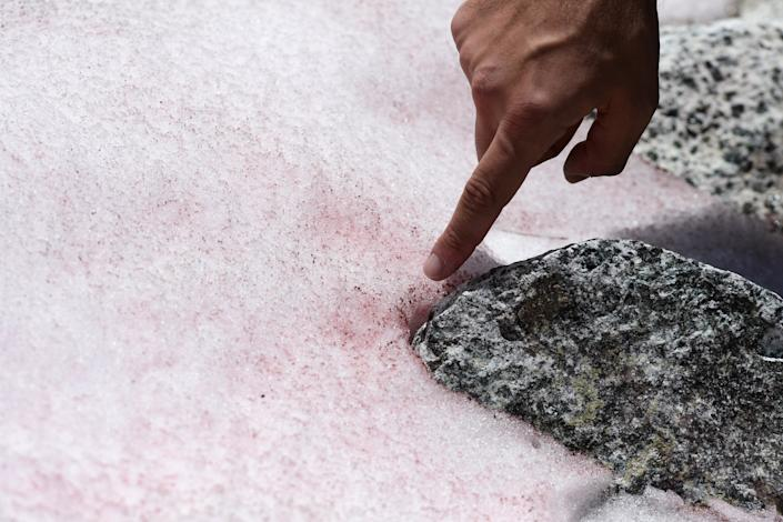 Điều này giống như một sự tác động qua lại lẫn nhau. Khi tảo xuất hiện, băng sẽ tan nhanh hơn. Băng tan cung cấp nước và không khí để tảo sinh trưởng.