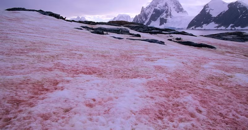 Băng tuyết càng tan thì tảo xuất hiện càng nhiều và phủ một lớp màu hồng trên nền trắng của tuyết ở độ cao 2.618 m.