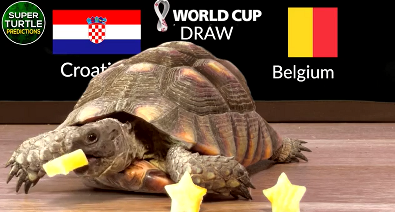 Trước trận đấu Croatia vs Bỉ, nhà tiên tri động vật là thần rùa trổ tài dự đoán bóng đá với chiến thắng nghiêng về đội tuyển Croatia.