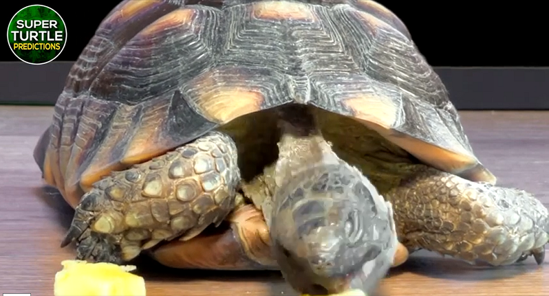 Thần rùa Super Turtle Predictions đang là "ngôi sao mạng xã hội" với nhiều dự đoán tỉ số chính xác trong các giải bóng đá ngoại hạng Anh, Pháp, cúp C1, hay Olympic Tokyo 2020, Copa America 2021.