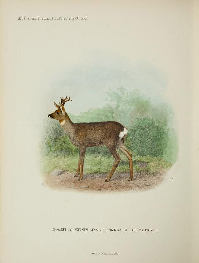 Hoẵng Siberiatính tính hiền lành, màu lông vàng nâu, từng có con màu trắng toát do bị bệnh tạng. Thời cổ đại, loài này được người Trung Quốc coi là thần thú.