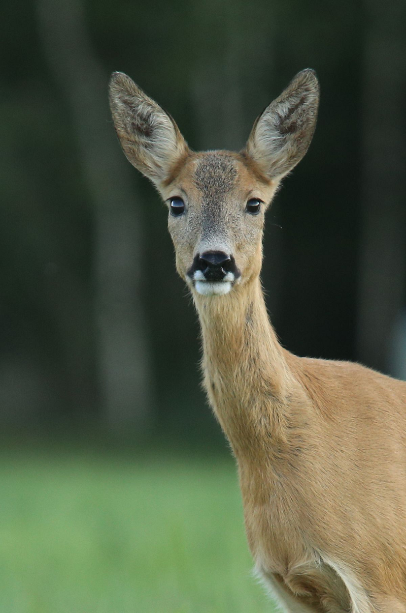 Loài này được tìm thấy ở Đông Bắc Á. Ngoài Siberia và Mông Cổ, chúng được tìm thấy ở Kazakhstan, núi Tian Shan của Kyrgyzstan, miền đông Tây Tạng, bán đảo Triều Tiên, và đông bắc Trung Quốc.
