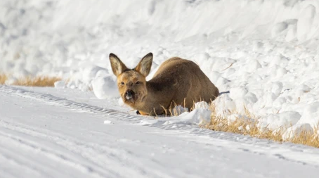 Hoẵng Siberia là một loài động vật có vú trong họ Hươu nai, bộ Guốc chẵn. Loài này được Pallas mô tả năm 1771.