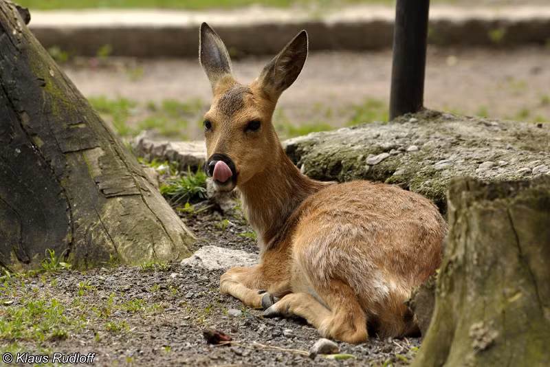 Tương truyền, vào dinh nhật lần thứ 60 của Hoàng Thái hậu Sùng Khánh nhà Thanh (mẹ vua Càn Long), thân vương Mông Cổ đã dâng lên một con hoẵng Siberia trắng làm quà, Càn Long tin rằng đây điềm lành nên đã cho vẽ lại chân dung của thần thú. Bức tranh này đang được trưng bày ở Bảo tàng Cung điện Quốc gia Trung Quốc.