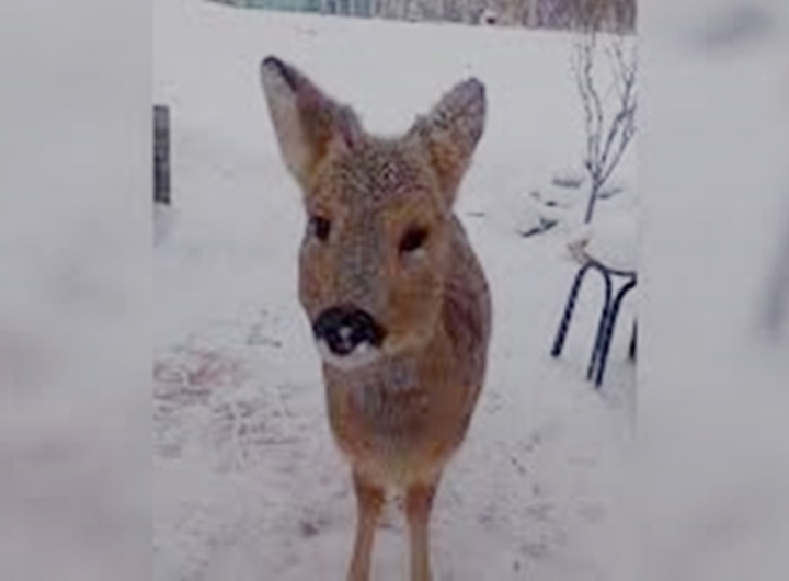 Một người dân ở Thư Lan, Cát Lâm, Trung Quốc thả cho chú chó cưng giống Golden Retriever của mình đi dạo. Thật không ngờ, sau khi rời nhà một lát, nó đã dẫn về một người bạn động vật có bộ dáng lạ lùng. Sau khi kiểm tra, mọi người phát hiện đây là một con hoẵng Siberia còn trong thời kỳ "vị thành niên", rất hiếm gặp.