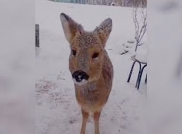 Một người dân ở Thư Lan, Cát Lâm, Trung Quốc thả cho chú chó cưng giống Golden Retriever của mình đi dạo. Thật không ngờ, sau khi rời nhà một lát, nó đã dẫn về một người bạn động vật có bộ dáng lạ lùng. Sau khi kiểm tra, mọi người phát hiện đây là một con hoẵng Siberia còn trong thời kỳ "vị thành niên", rất hiếm gặp.