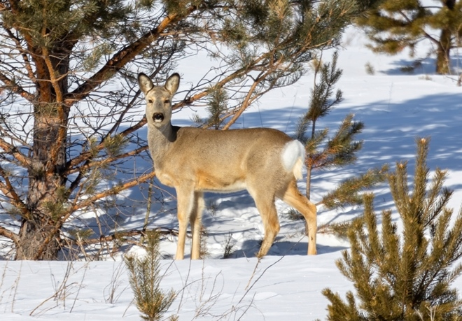 Hoẵng Siberia được người Trung Quốc xem là đệ nhất thần thú phương Đông, gọi là "Đông phương bảo" (vật báu của phương Đông). Vì chưa trưởng thành, con hoẵng này không thể tự mình kiếm ăn nên người dân chuẩn bị sữa bột cho nó uống.