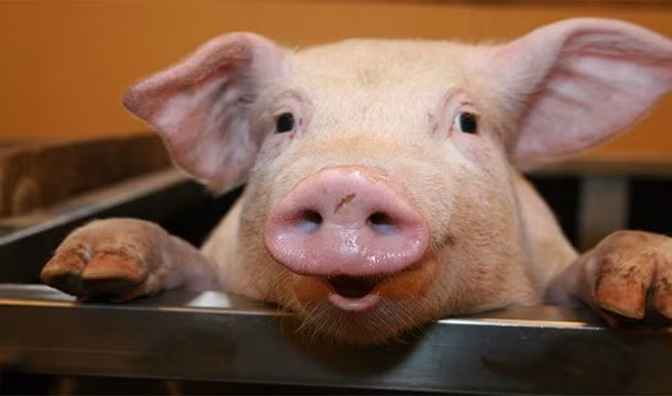 Tại Pháp, nếu người nào lấy tên của hoàng đế Napoleon đặt tên cho con lợn sẽ được coi là hành động bất hợp pháp.