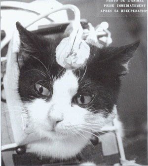 Song khoảnh khắc vinh quang của Félicette không kéo dài lâu. Ngay sau chuyến bay, các nhà khoa học đã cho Félicette "chết êm ái" để nghiên cứu não của nó.