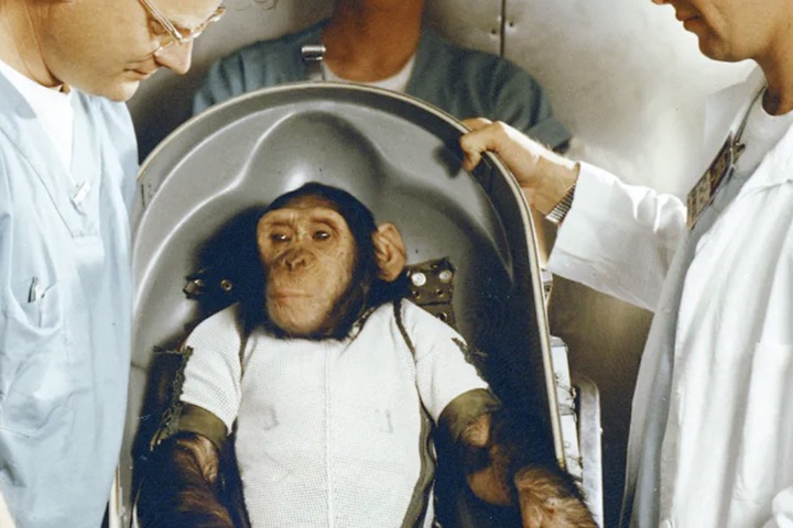 Nhiều quốc gia, bao gồm Mỹ và Liên bang Soviet, đã đưa động vật vào không gian, chủ yếu là chó, một số loài gặm nhấm, linh trưởng, cá, ếch, nhện, và côn trùng. Vậy loài mèo đã từng du hành vũ trụ chưa?