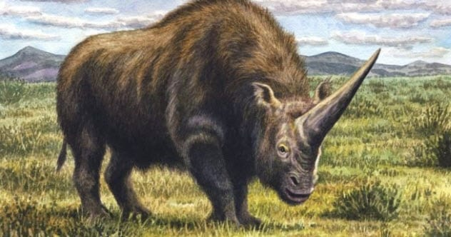 Điều này được hỗ trợ bởi một hóa thạch có một vết thương thủng không tròn, đã lành một phần ở phần đáy, thường được hiểu là kết quả của việc chiến đấu với một con đực khác bằng sừng. Trong khi những con đực sẽ chiến đấu vì lãnh thổ của mình, thì môi trường sống của chúng trải dài từ sông Don đến phía đông của Kazakhstan hiện đại.