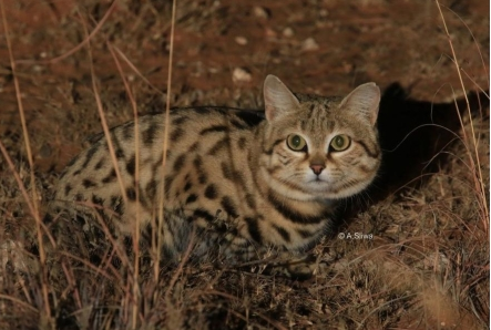 Trên hết, khả năng săn mồi thành công của nó là khoảng 60%, trong khi sư tử chỉ thành công trong việc bắt được nạn nhân của chúng từ khoảng 20 đến 25%.