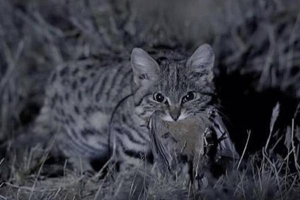 Giống như mèo nhà, mèo chân đen cũng có thân hình nhỏ nhắn và một khuôn mặt tròn trịa. Tuy nhiên, ẩn sau vẻ ngoài lừa tình ấy, chúng thực sự là những kẻ săn mồi tanh tưởi trong thế giới tự nhiên.