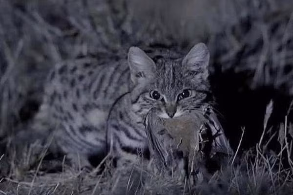 Giống như mèo nhà, mèo chân đen cũng có thân hình nhỏ nhắn và một khuôn mặt tròn trịa. Tuy nhiên, ẩn sau vẻ ngoài lừa tình ấy, chúng thực sự là những kẻ săn mồi tanh tưởi trong thế giới tự nhiên.