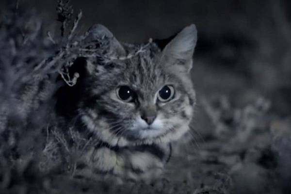  Mèo chân đen là loài mèo hoang bản địa ở vùng nam Châu Phi, sinh sống chủ yếu ở Nam Phi, Namibia, Botswana, một phần Zimbabwe và phía nam Angola.