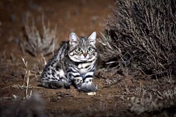 Có kích thước nhỏ bé, một con mèo chân đen đực trưởng thành chỉ có cân nặng trung bình 1,9kg và tối đa là 2,4kg, trong khi mèo cái nặng không quá 1,6kg.