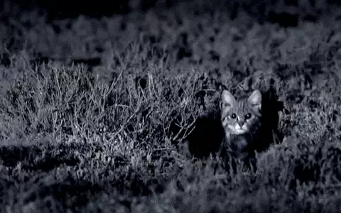 Cằm và cổ họng có màu trắng, với các dải sẫm màu rõ rệt trên cổ họng và đuôi có màu đen. Mô tả này giúp ích rất nhiều khi phân biệt nó với mèo rừng châu Phi.