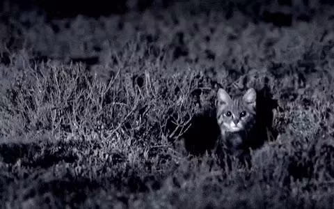 Cằm và cổ họng có màu trắng, với các dải sẫm màu rõ rệt trên cổ họng và đuôi có màu đen. Mô tả này giúp ích rất nhiều khi phân biệt nó với mèo rừng châu Phi.