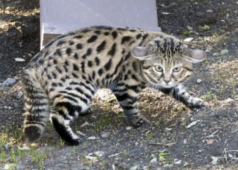 Thị lực của mèo chân đen tốt hơn con người sáu lần, nhờ vào đôi mắt to lớn. Nó cũng được trang bị tầm nhìn ban đêm tuyệt vời và thính giác hoàn hảo có thể thu được ngay cả những âm thanh tapilu nhỏ nhất.