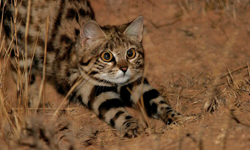 Loài động vật đáng yêu này có quá trình trao đổi chất nhanh chóng, do đó đòi hỏi nó phải có khả năng săn mồi gần như không ngừng nghỉ, có nghĩa là nó có thể giết chết trung bình từ 10 đến 14 loài gặm nhấm hoặc chim nhỏ mỗi đêm, nhiều nạn nhân hơn một con báo săn trong một tháng.