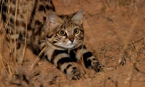 Loài động vật đáng yêu này có quá trình trao đổi chất nhanh chóng, do đó đòi hỏi nó phải có khả năng săn mồi gần như không ngừng nghỉ, có nghĩa là nó có thể giết chết trung bình từ 10 đến 14 loài gặm nhấm hoặc chim nhỏ mỗi đêm, nhiều nạn nhân hơn một con báo săn trong một tháng.