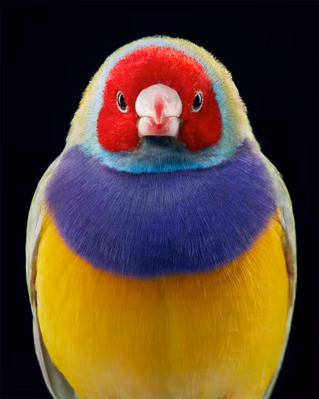 3. Gouldian Finch: Loài chim sẻ Gouldian từ Úc là một trong những loài có màu sắc sặc sỡ nhất trong số các loài chim sẻ. Năm 1992, nó được phân loại là loài nguу cấp theo tiêu chí C2ai của IUCN.