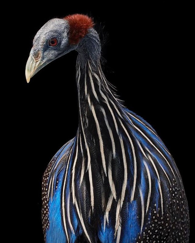 11. Gà mái Vultrurine Guineafowl có thể đẻ tới 40 quả trứng mỗi mùa - đây có thể là một trong những lý do khiến loài chim này không phải là loài bị đe dọa. Chúng được tìm thấy ở vùng bán hoang mạc rậm rạp ở Đông Phi và dành phần lớn thời gian để chạy hơn là bay.