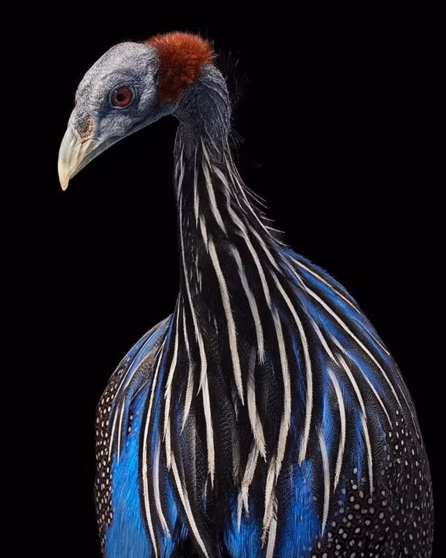 11. Gà mái Vultrurine Guineafowl có thể đẻ tới 40 quả trứng mỗi mùa - đây có thể là một trong những lý do khiến loài chim này không phải là loài bị đe dọa. Chúng được tìm thấy ở vùng bán hoang mạc rậm rạp ở Đông Phi và dành phần lớn thời gian để chạy hơn là bay.