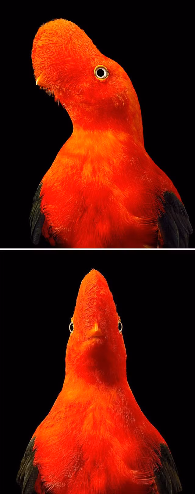 8. Andean con gà trống của đá: Trong quá trình sinh sản, Cock-of-the-rock đực tham gia vào “màn đối đầu” giống như một trận chiến khiêu vũ với những con đực khác, càng ngày càng điên cuồng hơn khi con cái tiếp cận.