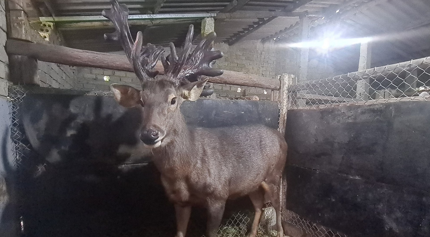 Những con nai khỏe mạnh sẽ cho thu hoạch nhung trong khoảng 29 năm.