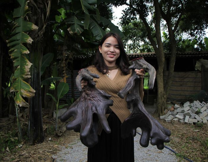 Nai nuôi từ 2 tuổi trở lên sẽ cho thu hoạch nhung mỗi năm 1 lần.