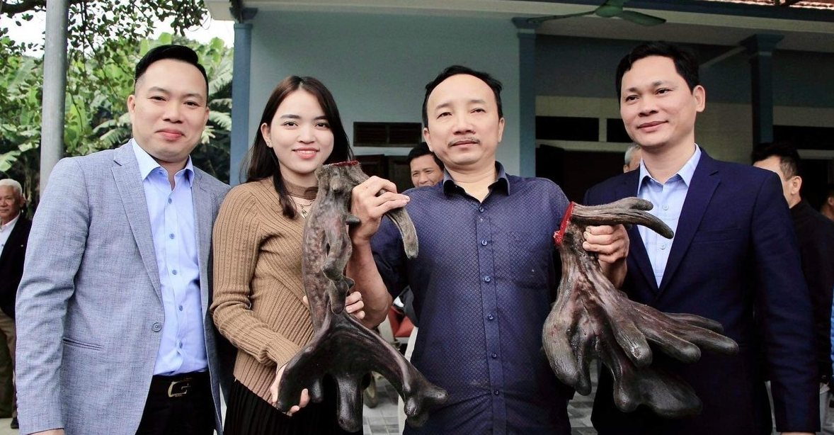 Theo quan sát, cặp nhung nai có hình dáng rất độc đáo với hơn 20 nhánh, dáng xòe hoa, dày.