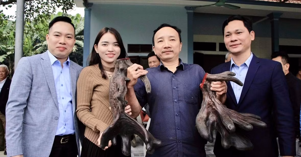 Theo quan sát, cặp nhung nai có hình dáng rất độc đáo với hơn 20 nhánh, dáng xòe hoa, dày.