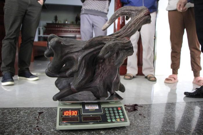 Theo chia sẻ của anh Phạm Hồng Thái, con nai này được gia đình anh mua từ năm 2020 với giá gần 120 triệu đồng, hiện khoảng 6 tuổi.