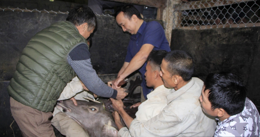 Năm ngoái, trọng lượng cặp nhung của con nai này đạt 8,2kg, được xem là lớn nhất xứ Nghệ thời điểm đó.